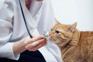 Kot rzeka żółta płyn: przyczyny, leczenie